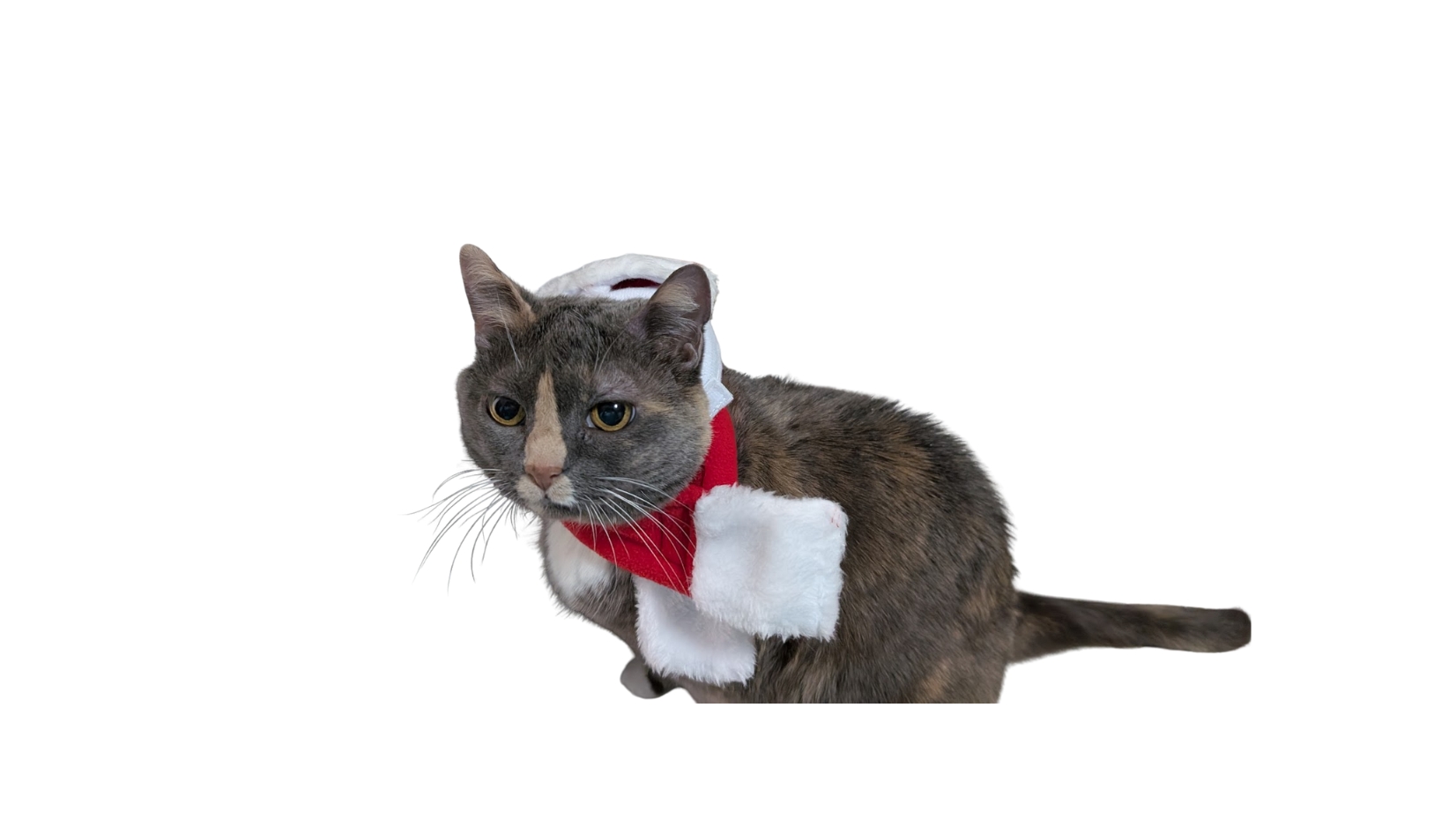 Candy in Santa hat